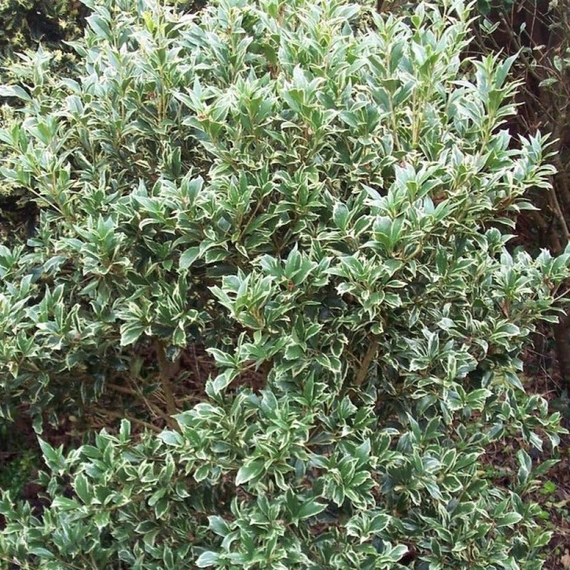 Osmanthus Heterophyllus Variegatus - Osmanthe Panaché - Volume 3L / 30-40cm