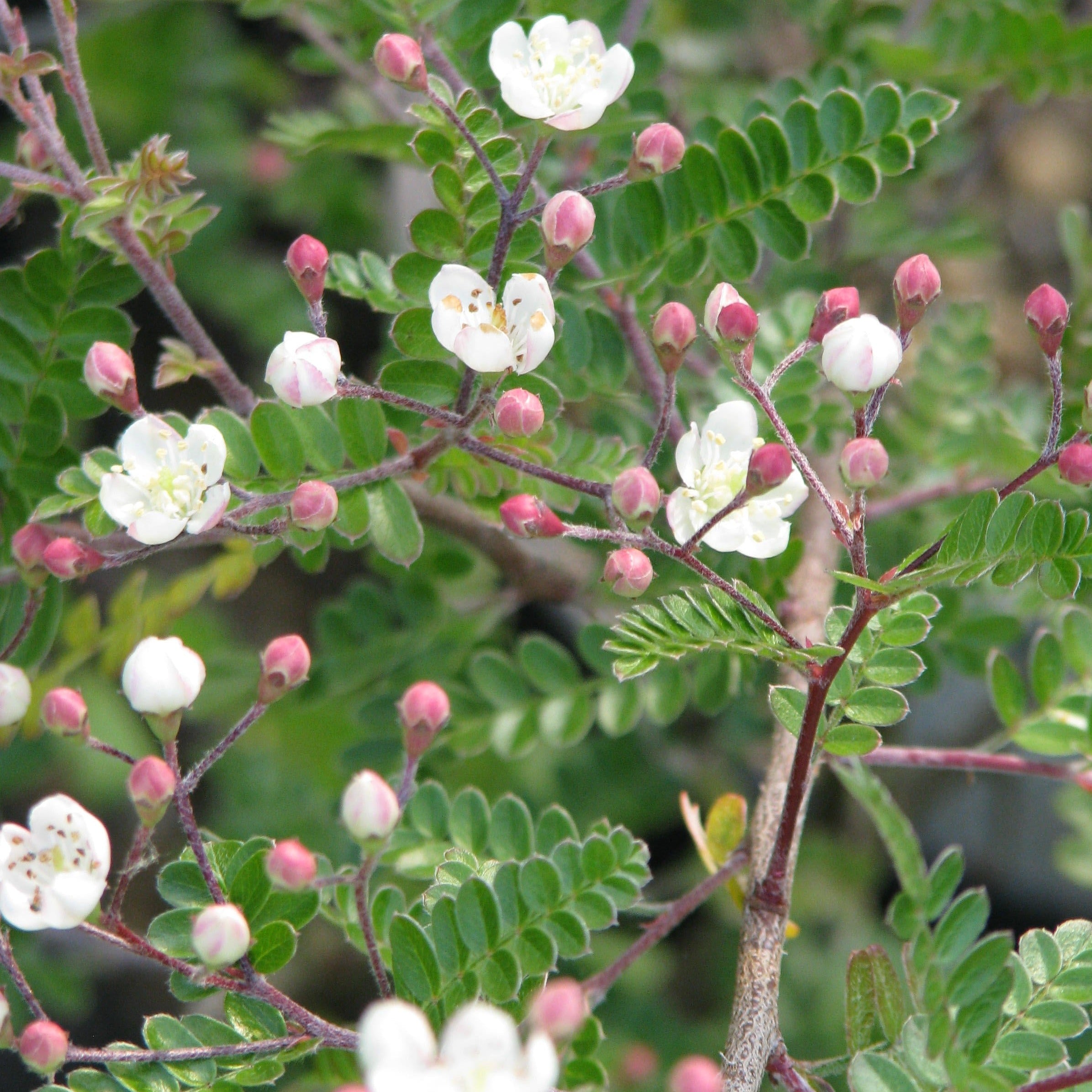Osteomeles Subrotunda - Volume 3L / 30-40cm