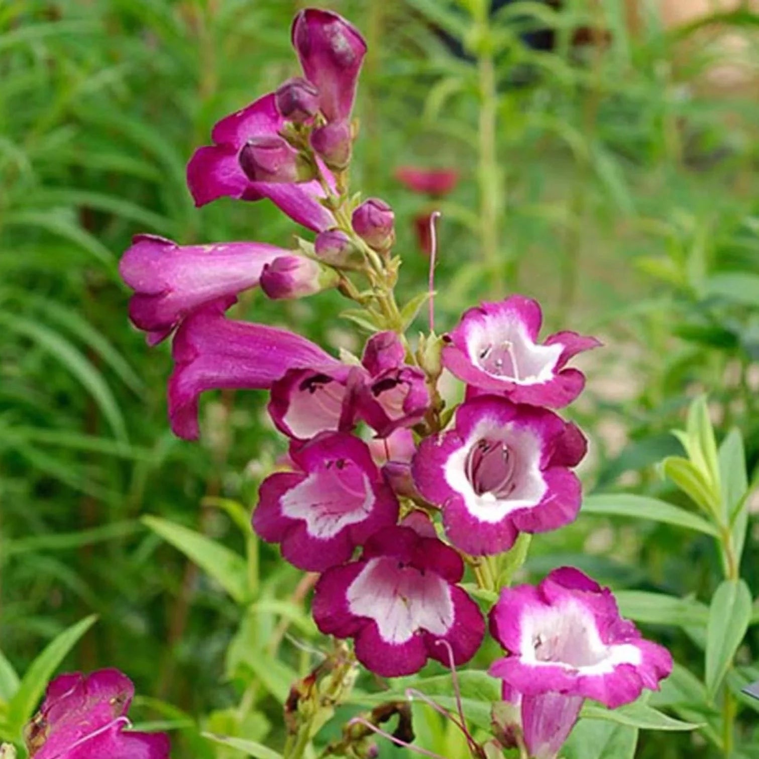 Penstemon Gloire des 4 Rues - Galane - Volume 3L / 30-50cm