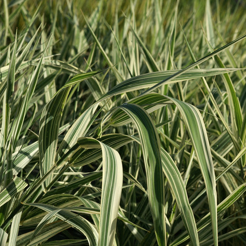 Phalaris Arundinacea Picta - Alpiste faux-roseau - Volume 3L / 30-50cm