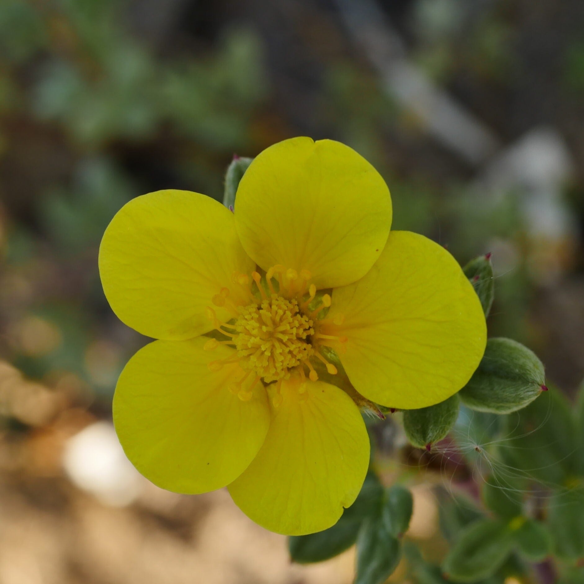 Potentilla Fruticosa Silver 'n Gold - Volume 3L / 30-40cm