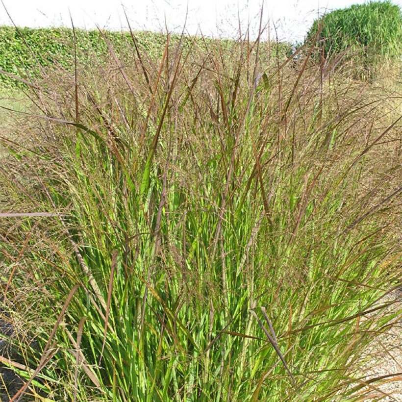 Panicum Virgatum Squaw - Panic érigé - Volume 3L / 30-50cm