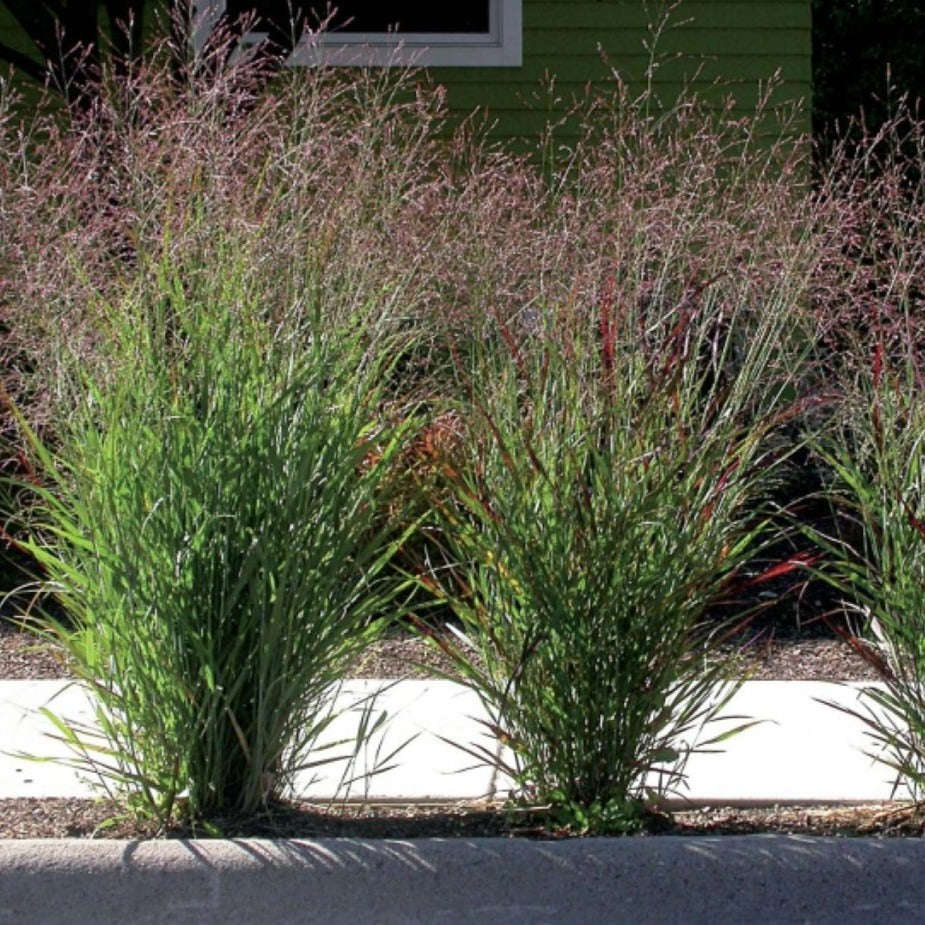 Panicum Virgatum Rehbraun - Panic érigé - Volume 3L / 30-50cm