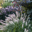 Pennisetum Alopecuroides Red Head - Herbe aux Écouvillons - Volume 3L / 40-60cm