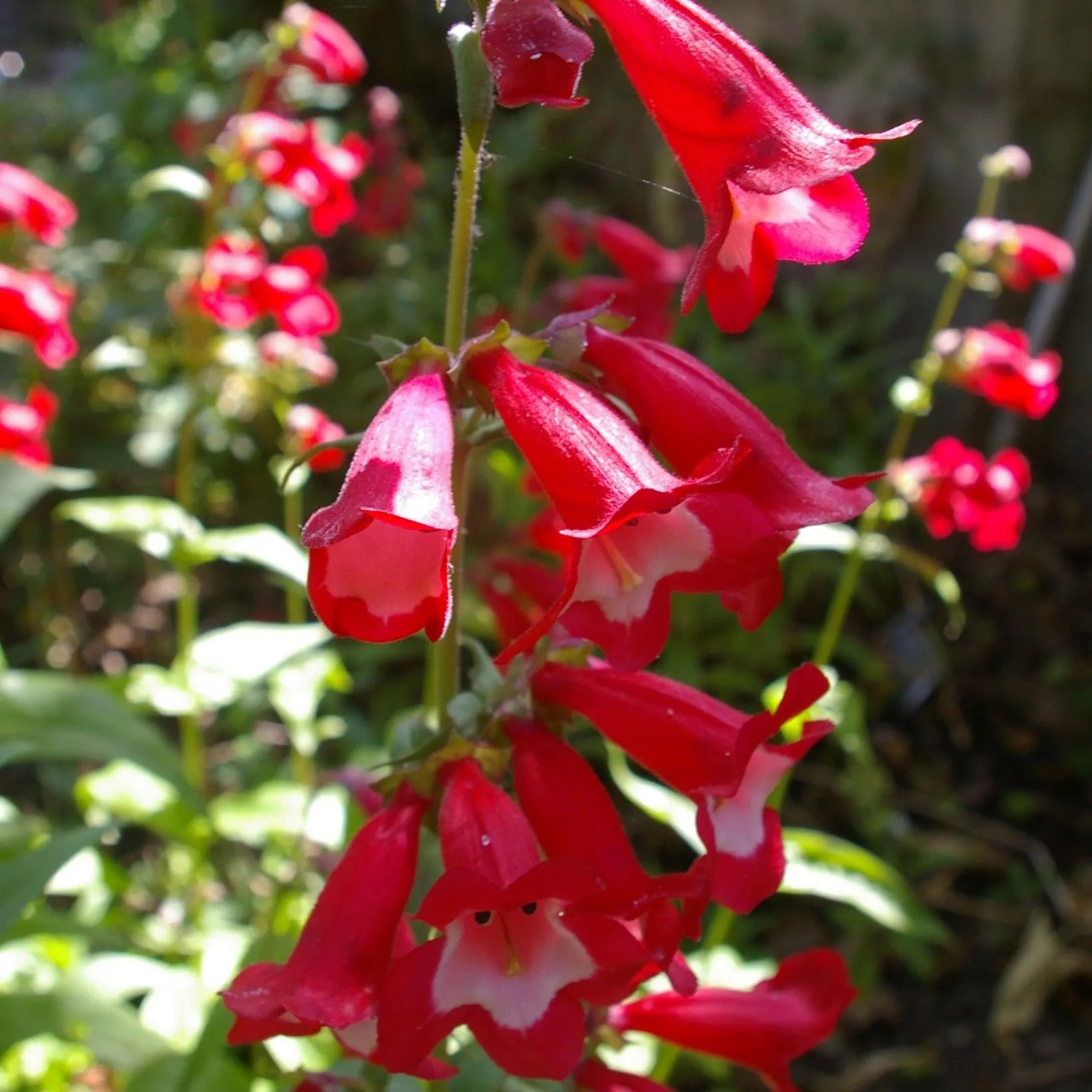Penstemon Rubicundus - Volume 3L / 30-50cm