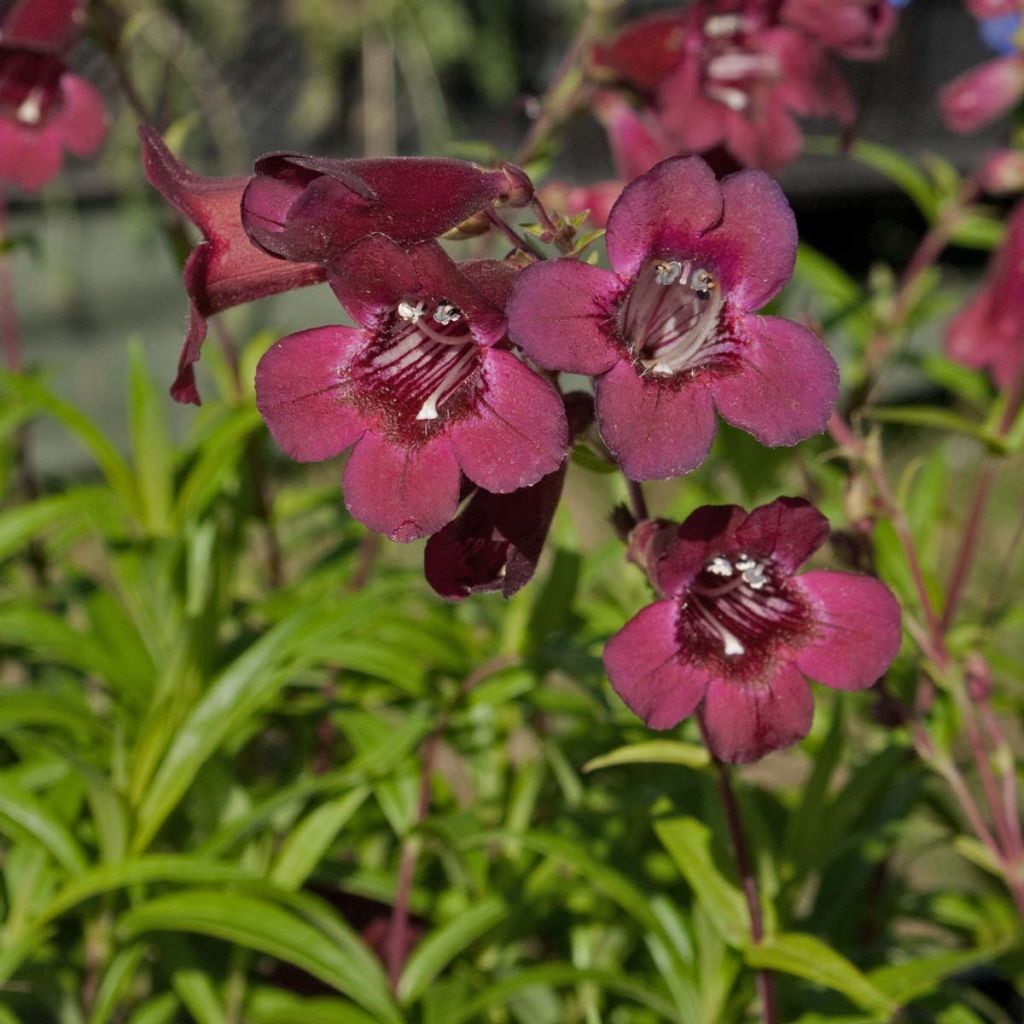 Penstemon Blackbird - Galane - Volume 3L / 30-50cm