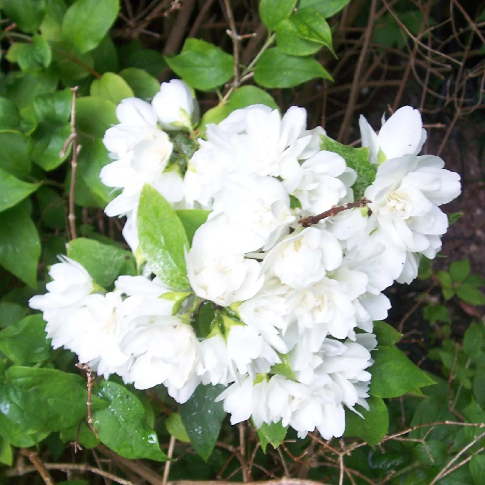 Philadelphus Manteau D Hermine Seringat De Lemoine Compact philadelphus-manteau-d-hermine-seringat-de-lemoine-compact