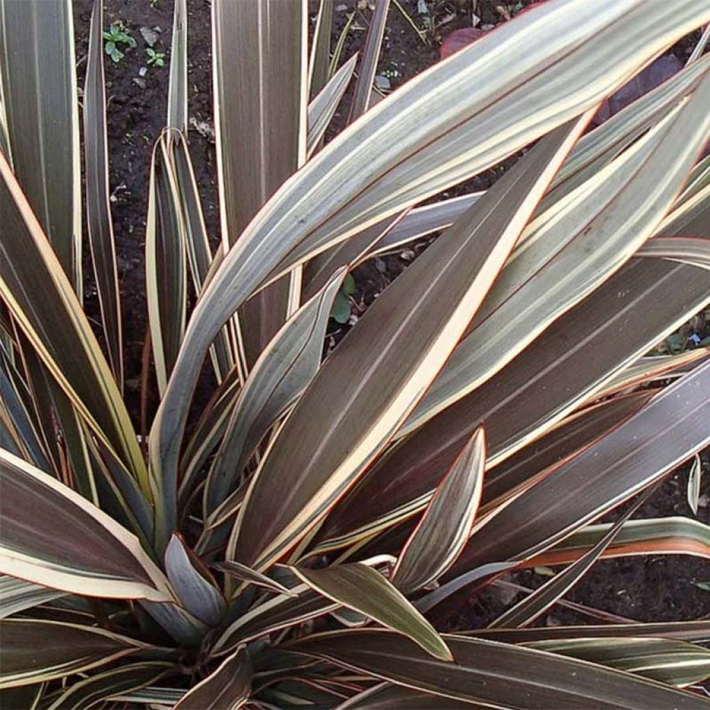Phormium Tenax Alison Blackman - Lin de Nouvelle-Zélande - Volume 3L / 30-40cm
