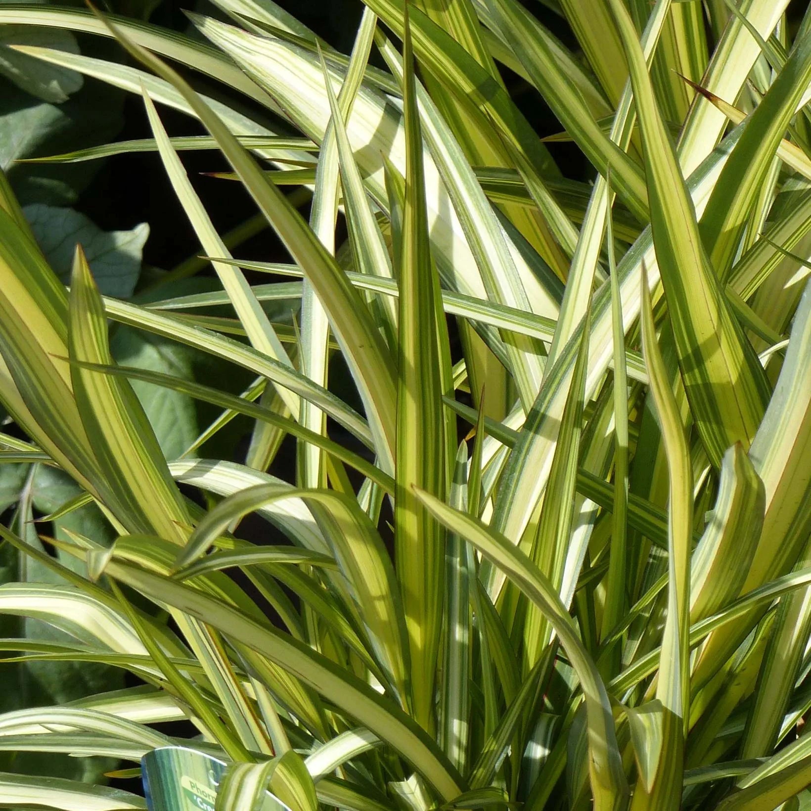 Phormium Cream Delight - Lin des montagnes - Volume 3L / 30-50cm