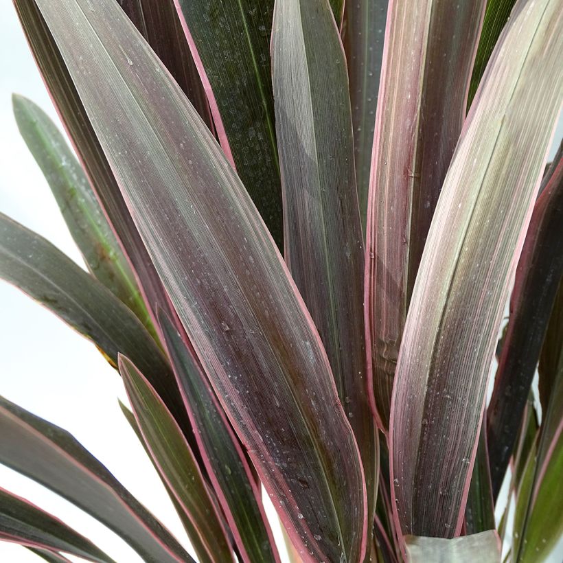 Phormium Pink Stripe - Lin de Nouvelle-Zélande - Volume 4L / 40-60cm