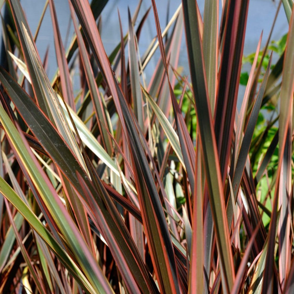 Phormium Rainbow Sundowner - Lin de Nouvelle-Zélande - Volume 3L / 30-40cm