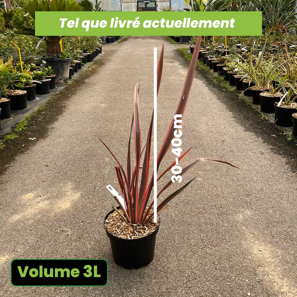 Phormium Rainbow Sundowner - Lin de Nouvelle-Zélande - Volume 3L / 30-40cm