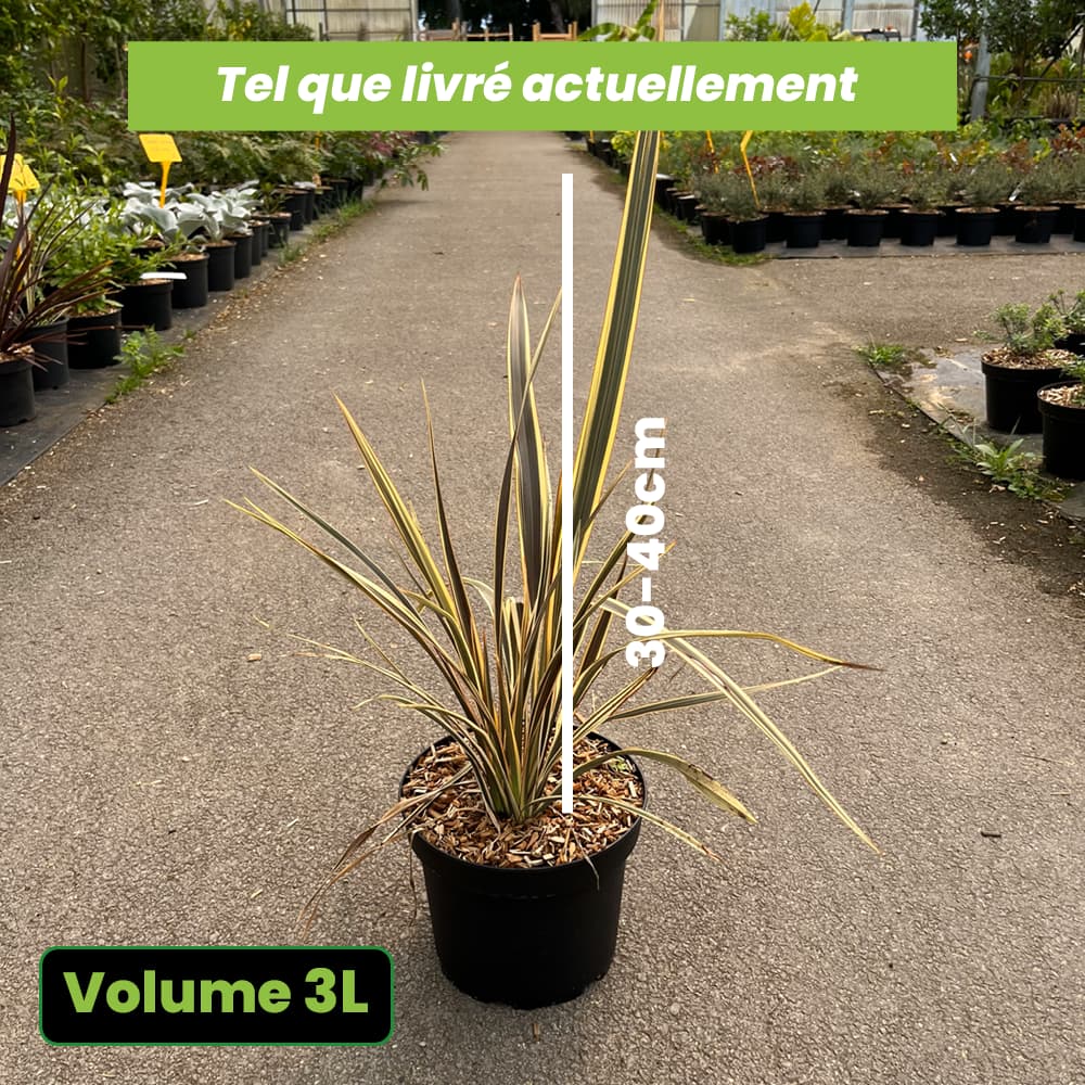 Phormium Tenax Alison Blackman - Lin de Nouvelle-Zélande - Volume 3L / 30-40cm
