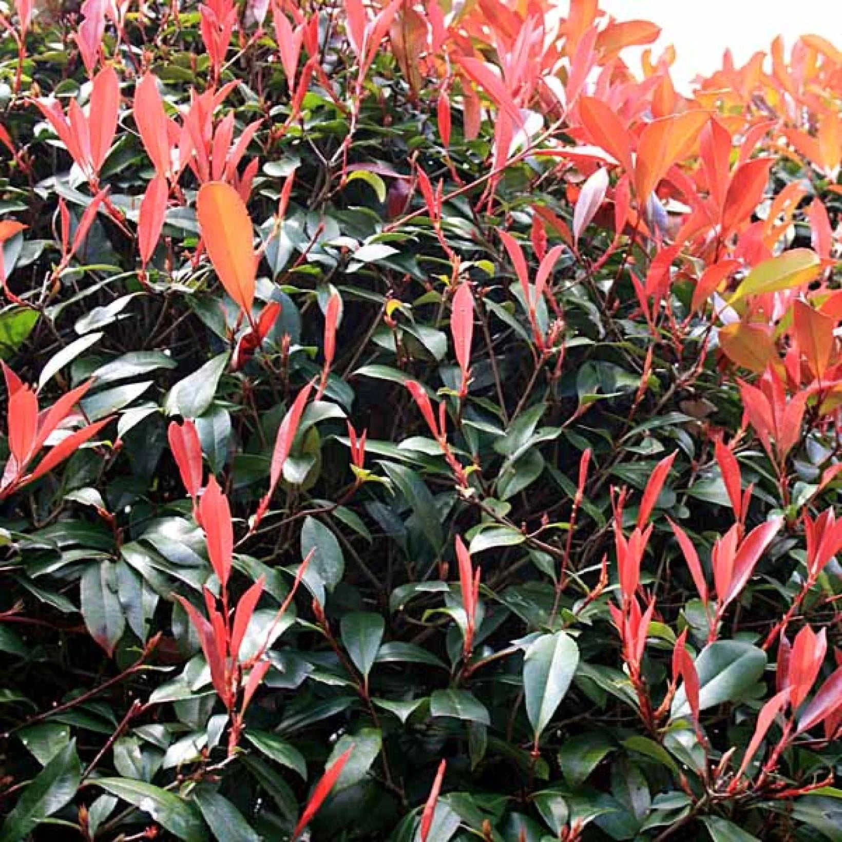 Photinia fraseri Red Robin - Volume 3L / 40-60cm