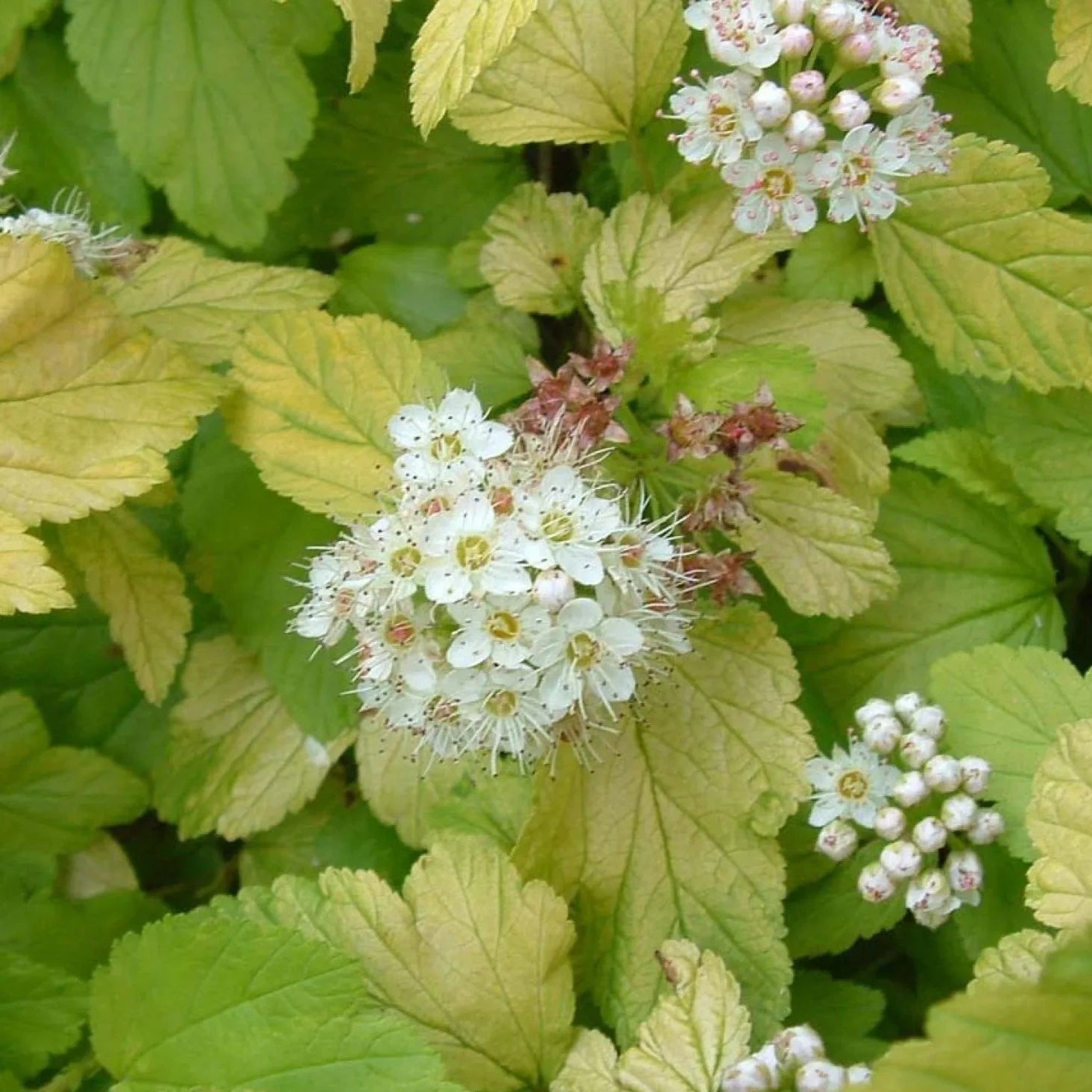Physocarpus Dart's Gold - Physocarpe - Volume 3L / 30-50cm