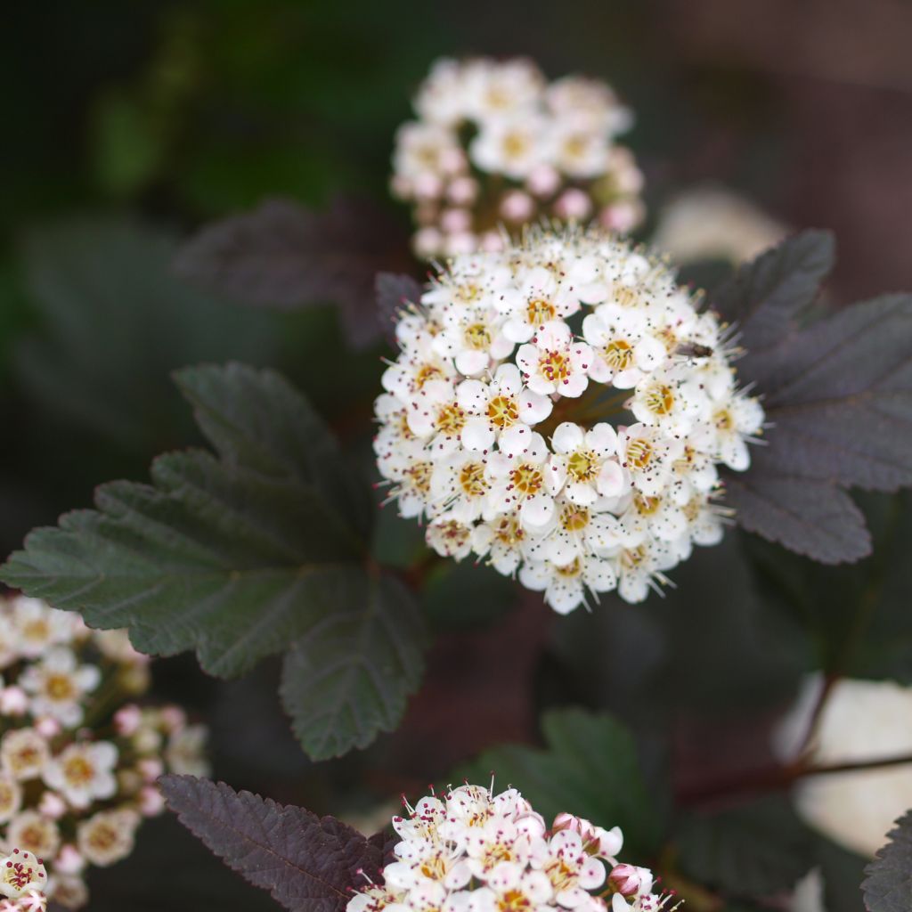 Physocarpus Opulifolius Little Devil - Volume 3L / 30-50cm