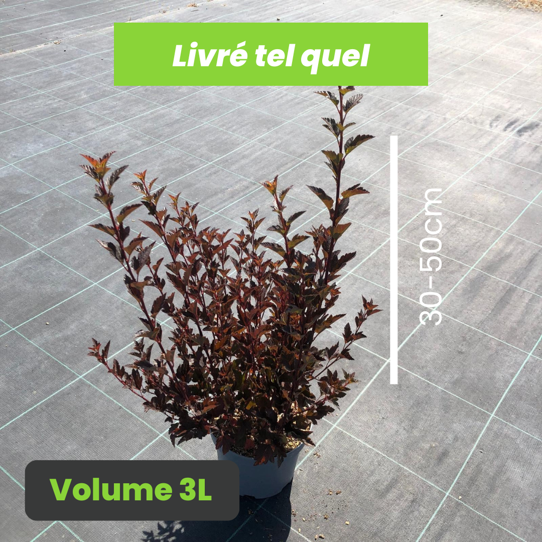 Physocarpus Opulifolius Tiny Wine - Physocarpe à feuilles d'obier - Volume 3L / 30-50cm