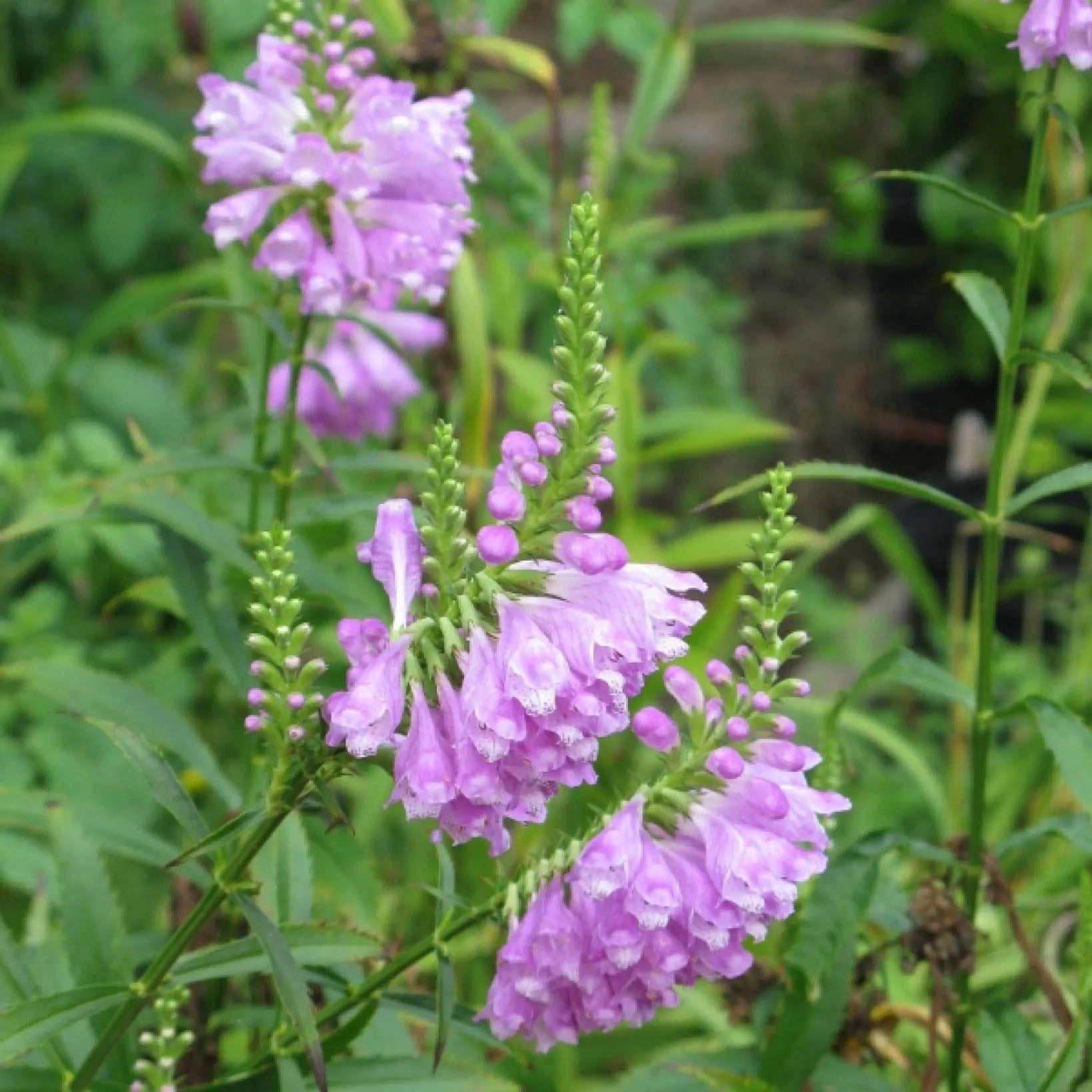 Physostegia virginiana Vivid - Cataleptique - Volume 3L / 20-30cm