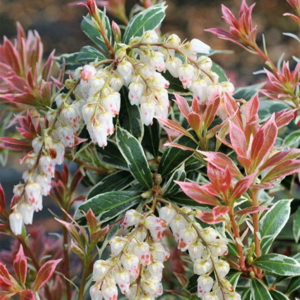 Pieris Japonica Little Heat Variegata - Volume 3L / 30-50cm