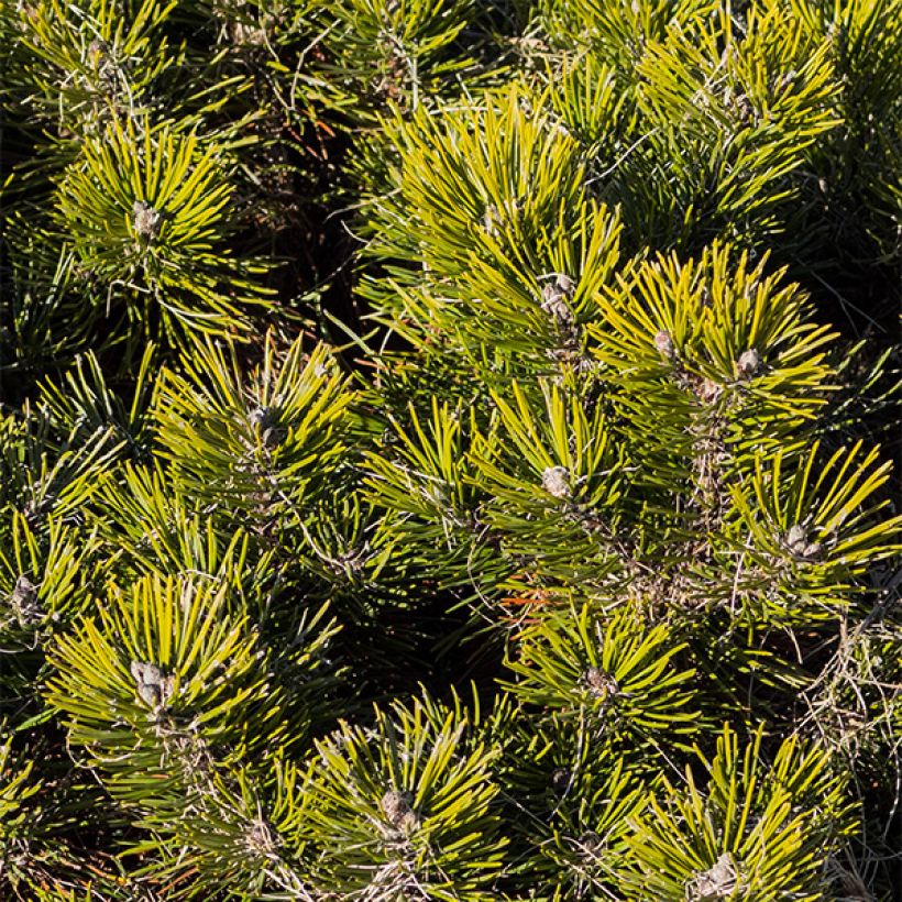 Pinus Mugo Pumilio - Pin de Montagne