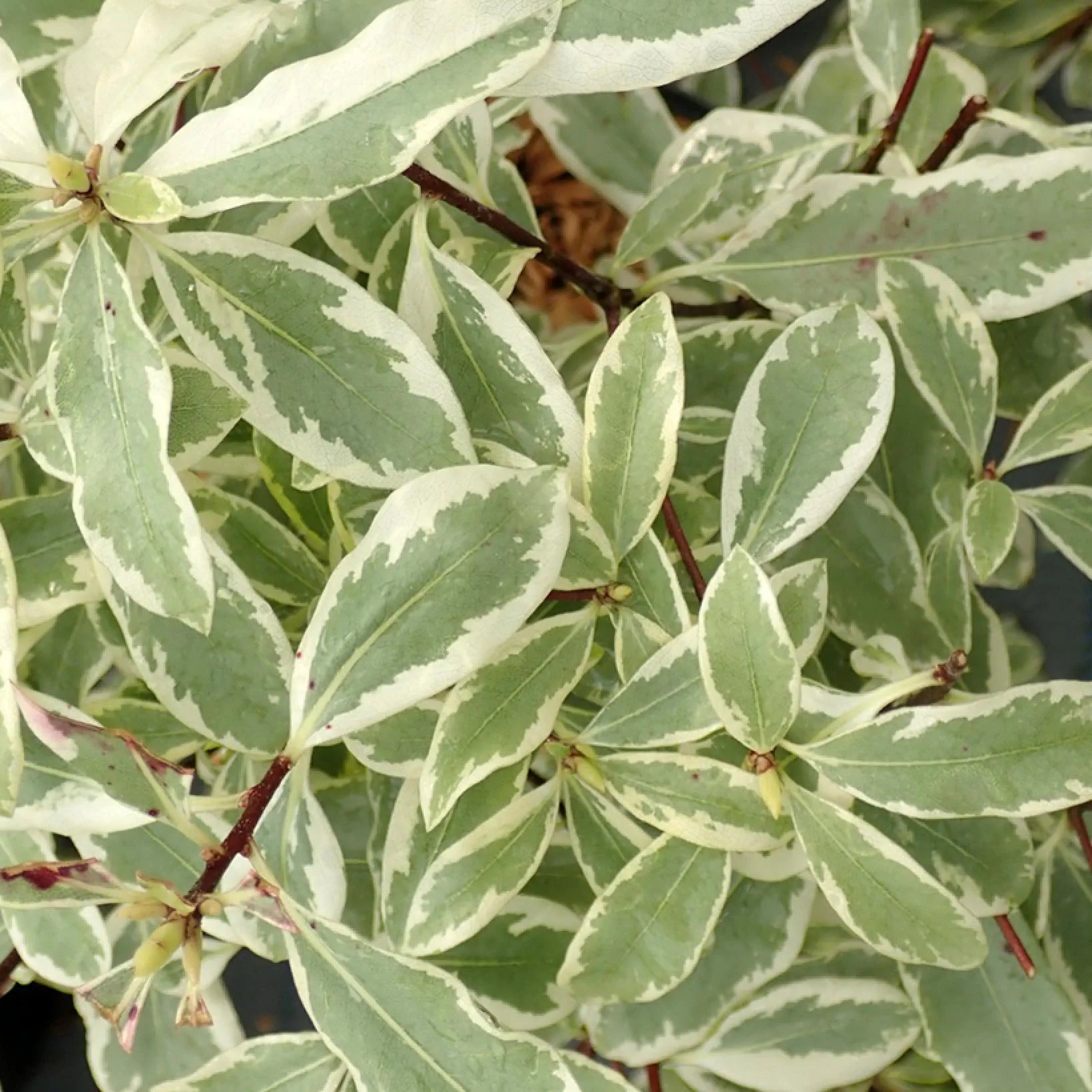 Pittosporum Tenuifolium Eugenioides Variegata - Bois citron - Volume 3L / 30-50cm