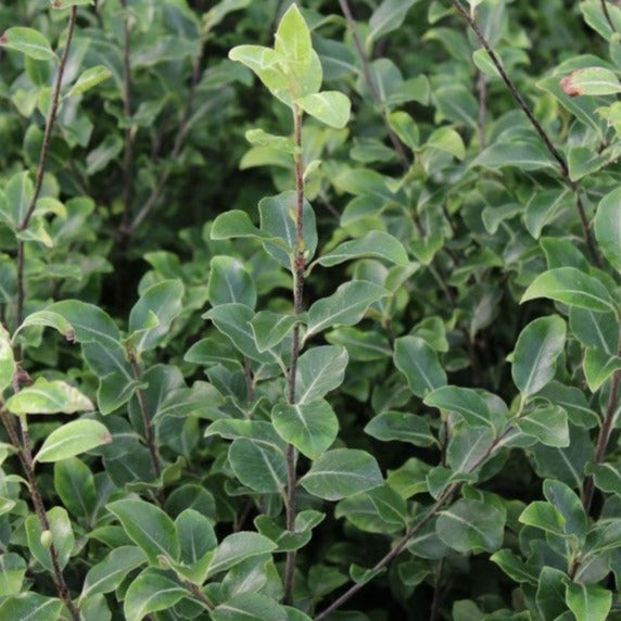 Pittosporum Tenuifolium Ile de Sein - Volume 3L / 30-50cm