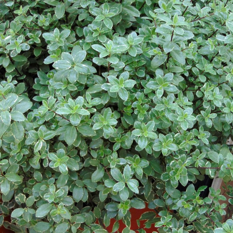 Pittosporum Tenuifolium Silver Ball - Volume 3L / 30-40cm