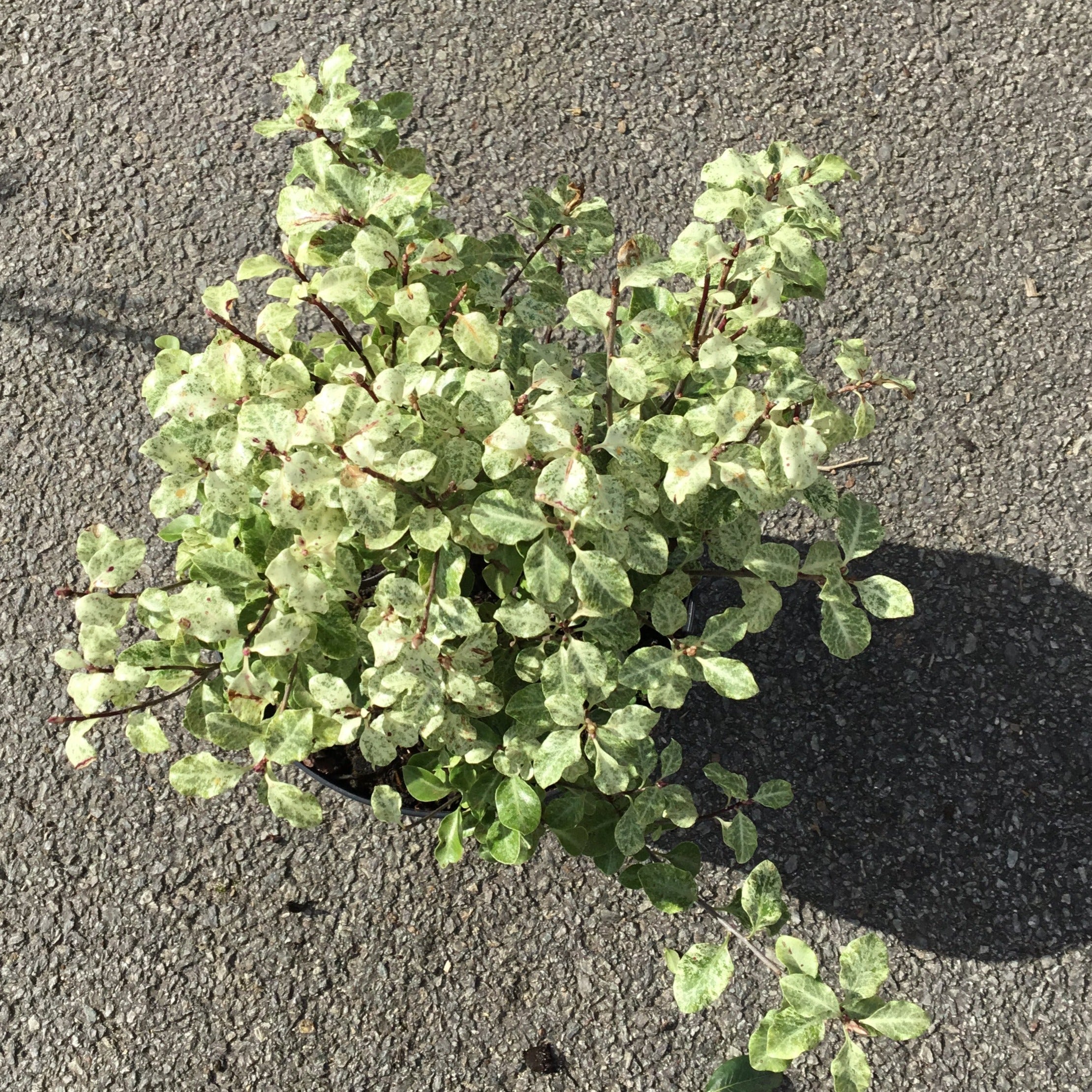 Pittosporum Tenuifolium Irene Paterson - Volume 3L / 30-50cm