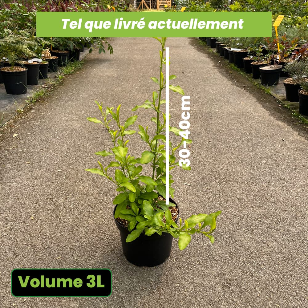 Plumbago Capensis - Dentelaire du Cap - Volume 3L / 30-40cm