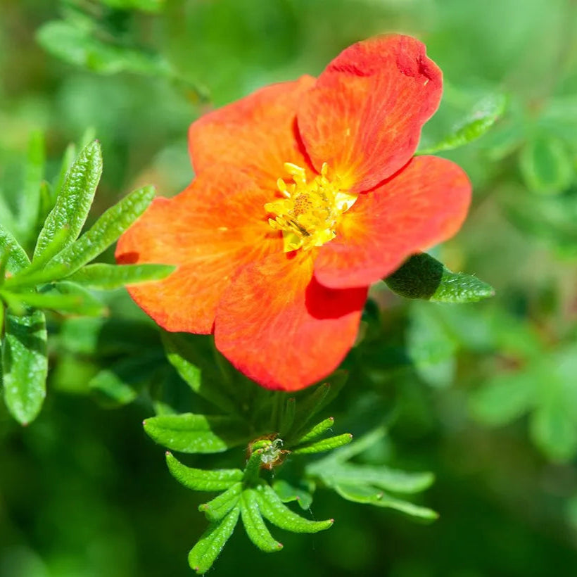 Potentilla Fruticosa Red Favorite - Potentille Arbustive Red Favorite - Volume 3L / 20-30cm