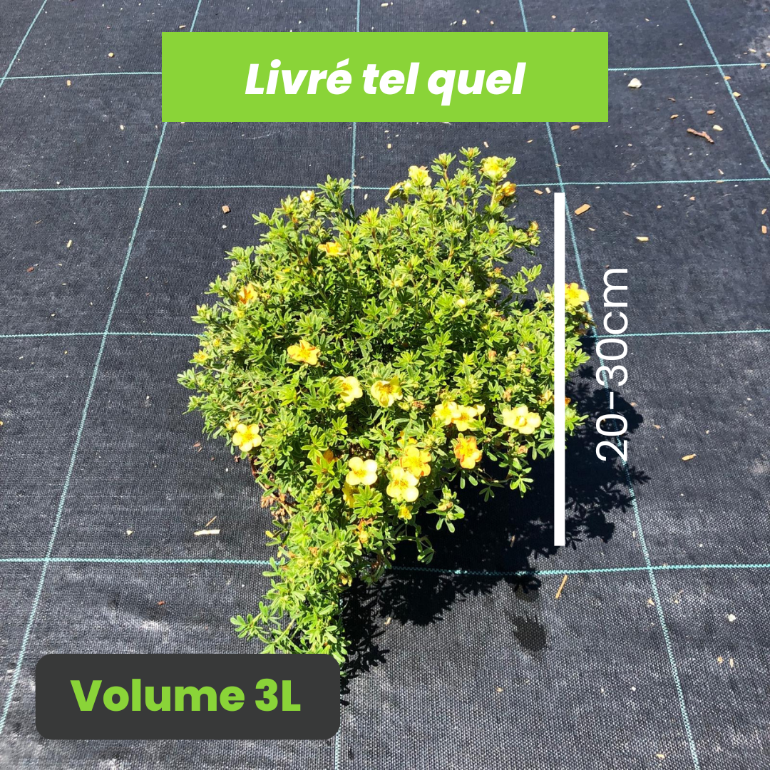 Potentilla Fruticosa Red Favorite - Potentille Arbustive Red Favorite - Volume 3L / 20-30cm