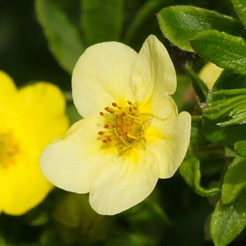 Potentilla fruticosa Sommerflor - Volume 3L / 30-40cm