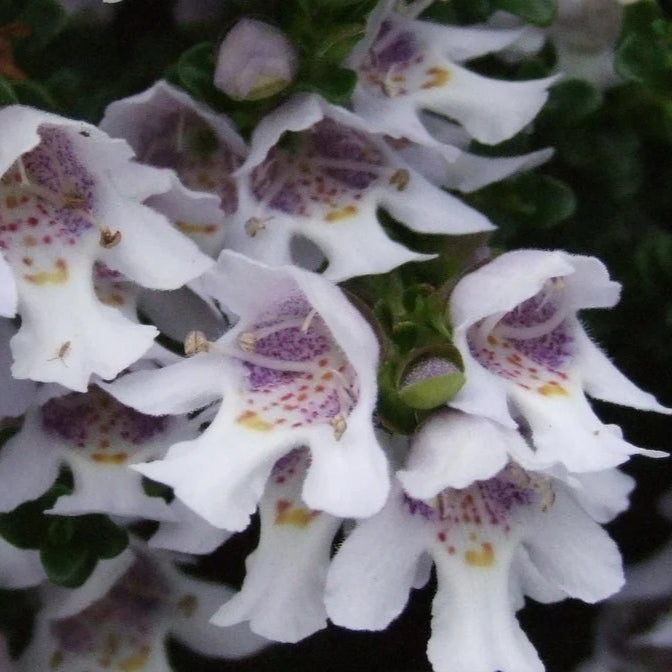 Prostanthera Cunneata - Menthe Australienne - Volume 3L / 30-40cm