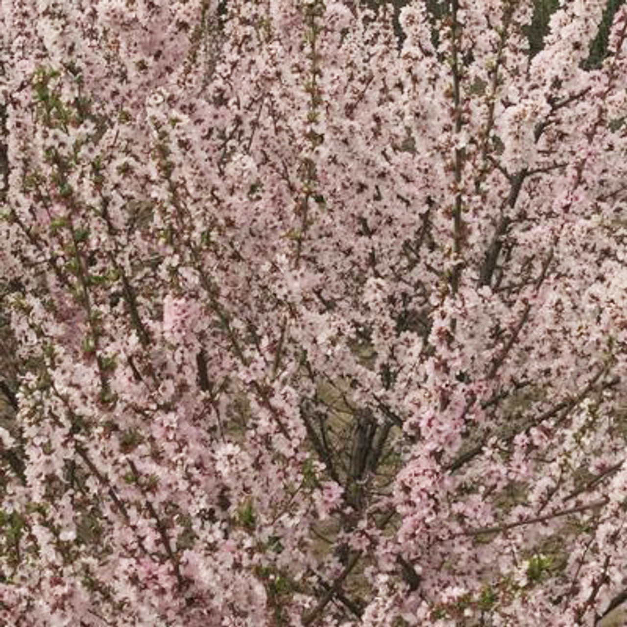Prunus Tomentosa - Cerisier tomenteux de Nankin - Volume 3L / 40-60cm