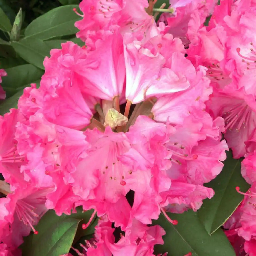 Rhododendron x Fenbeyum - Volume 4L / 30-50cm