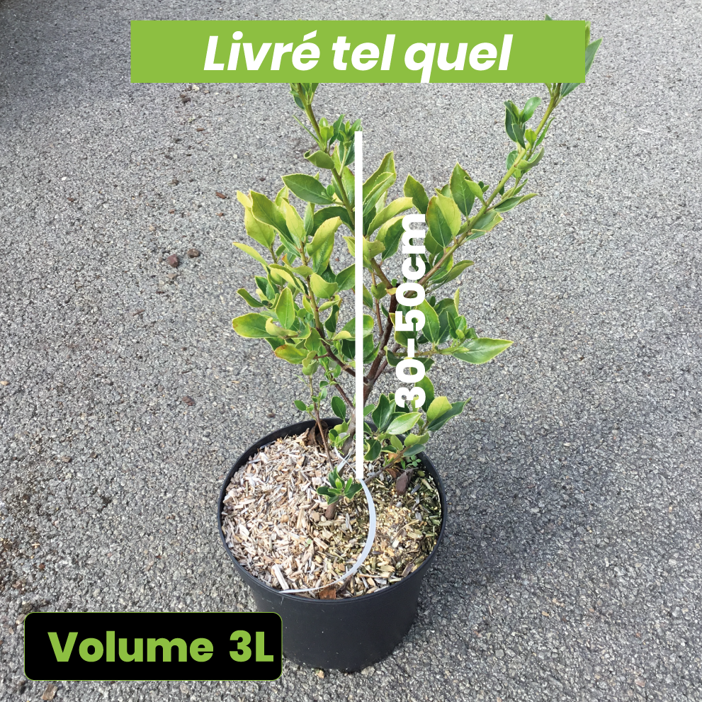 Rhamnus Alaternus - Alaterne - Volume 3L / 30-50cm