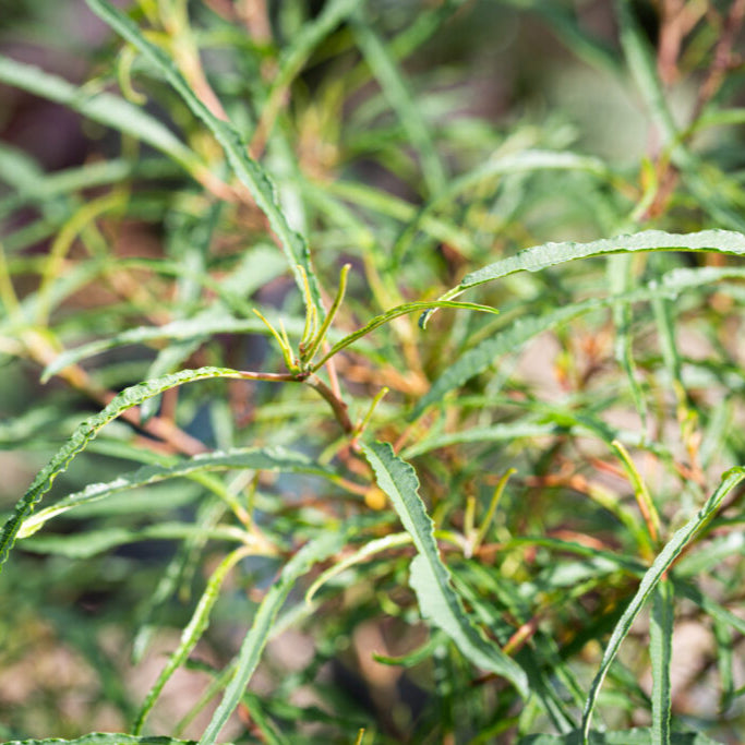 Rhamnus Frangula Asplenifolia - Bourdaine - Volume 3L / 40-60cm
