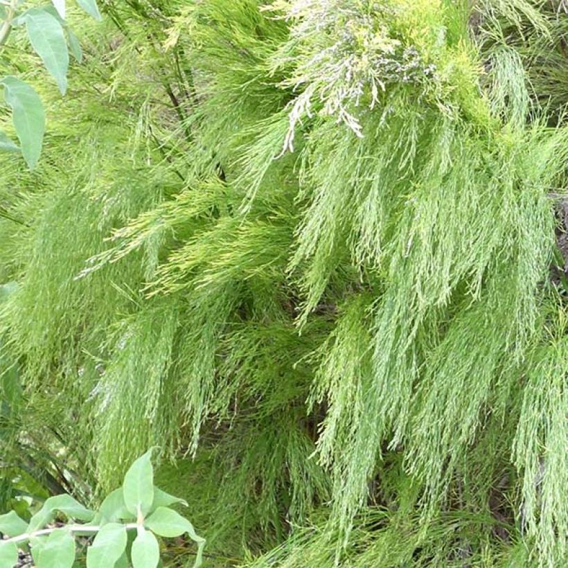 Rhodocoma Capensis - Restio