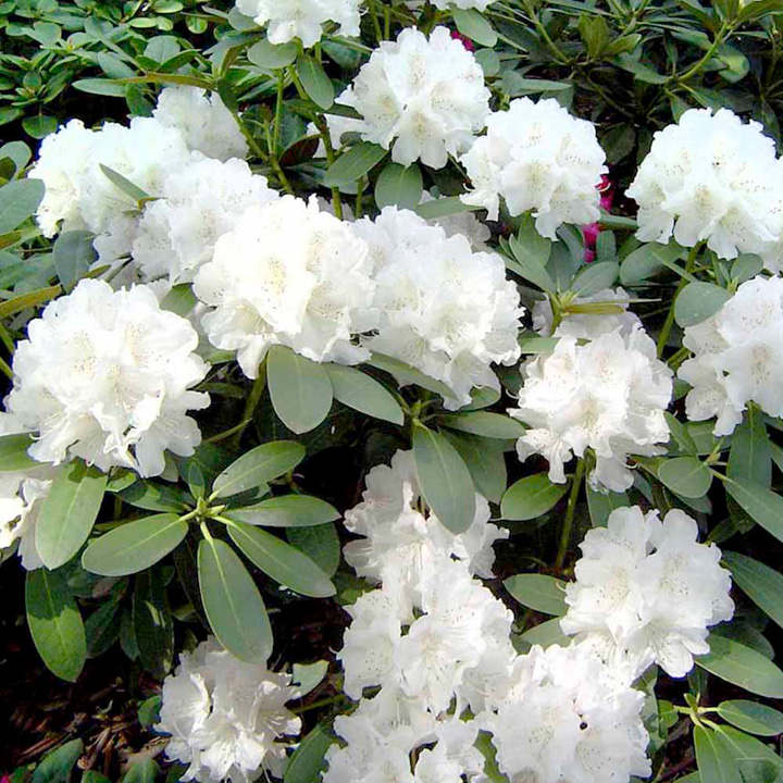 rhododendron blanc Rhododendron Cunningham's White – Arbuste 1m50, fleurs blanches