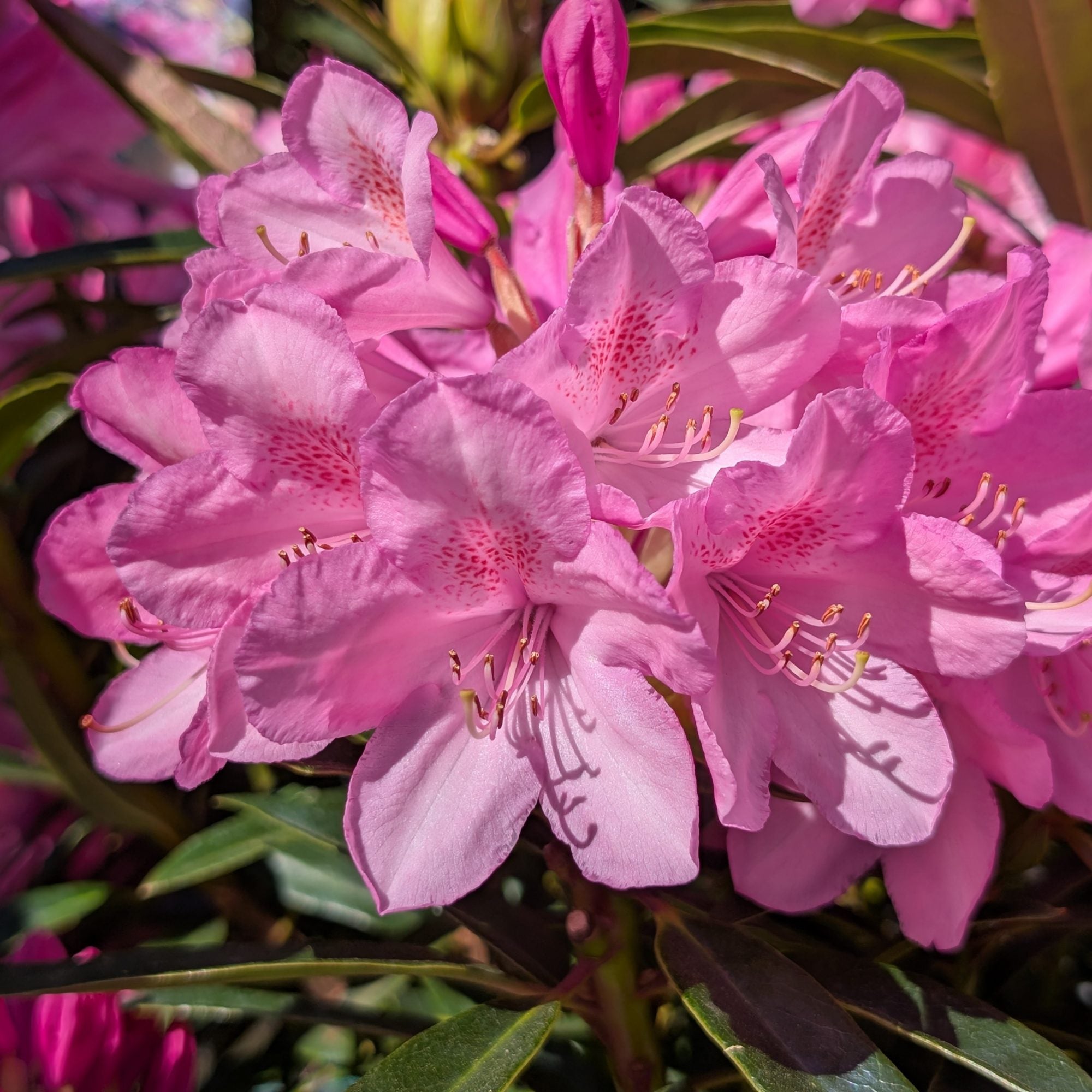 Rhododendron x Graziella - Rhododendron à longues feuilles - Volume 4L / 30-50cm