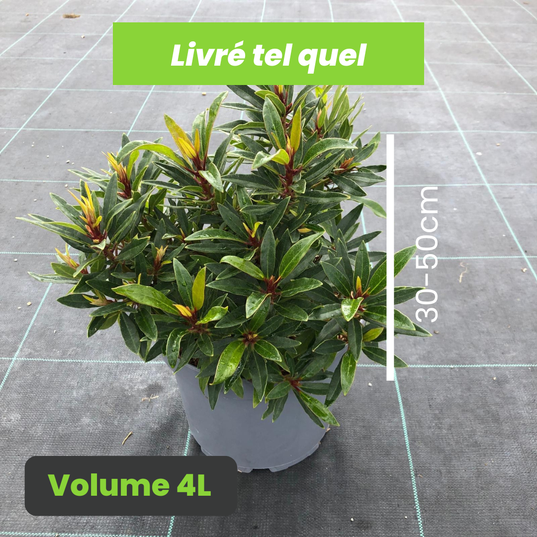 Rhododendron x Graziella - Rhododendron à longues feuilles - Volume 4L / 30-50cm