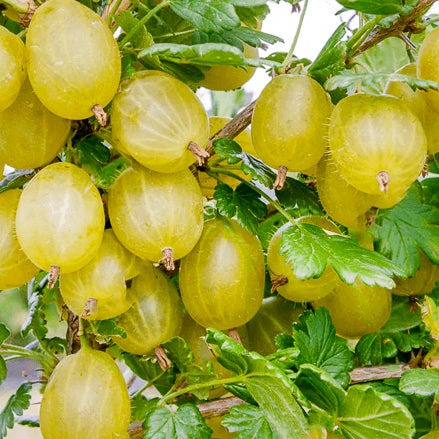 Ribes uva-crispa Hinnonmaki jaune - Groseiller à maquereaux jaune - Volume 3L / 30-50cm