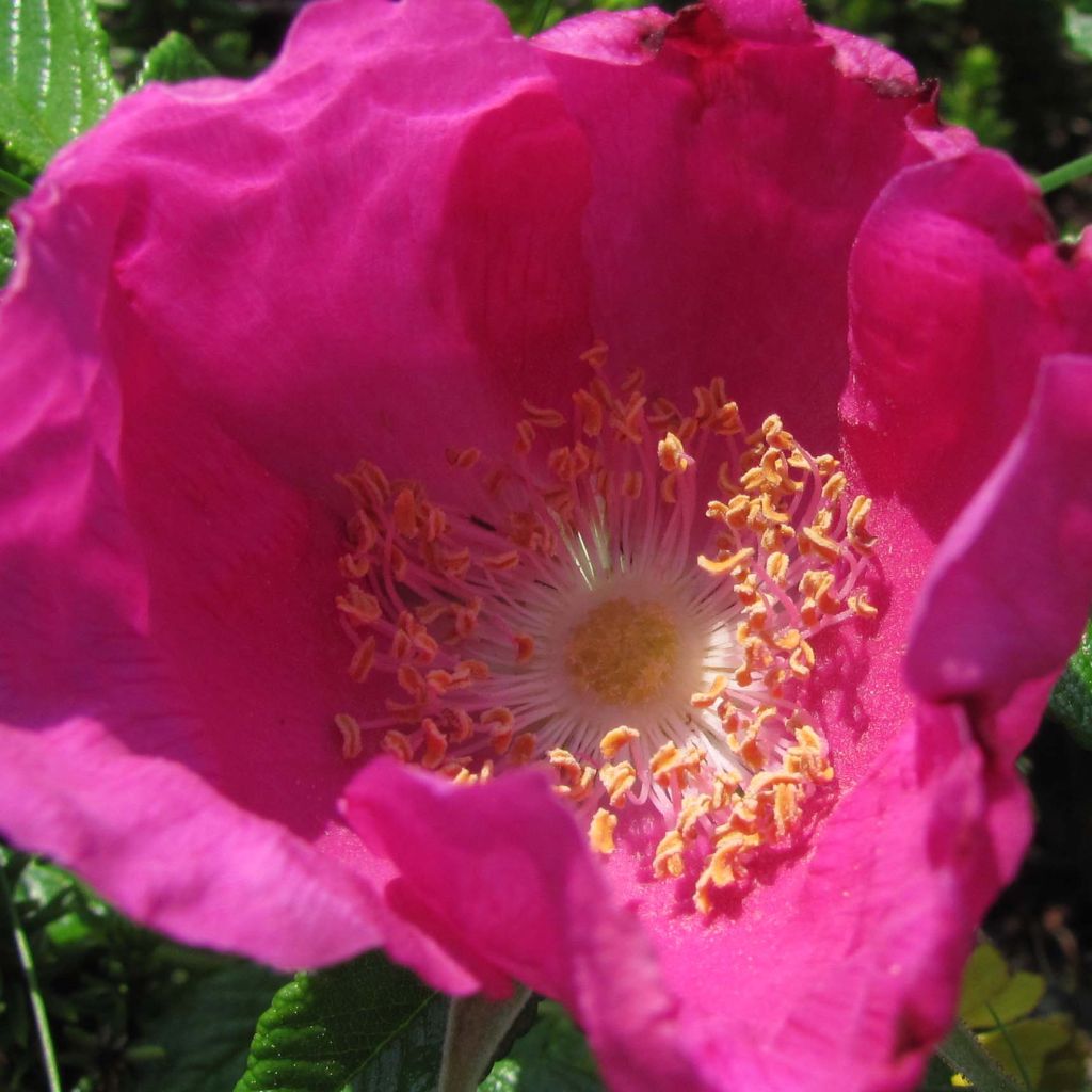 Rosa Rugosa - Volume 4L / 30-50cm
