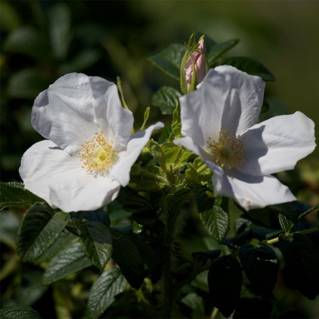 Rosa Rugosa Alba - Rosier rugueux Alba - Volume 4L / 30-50cm