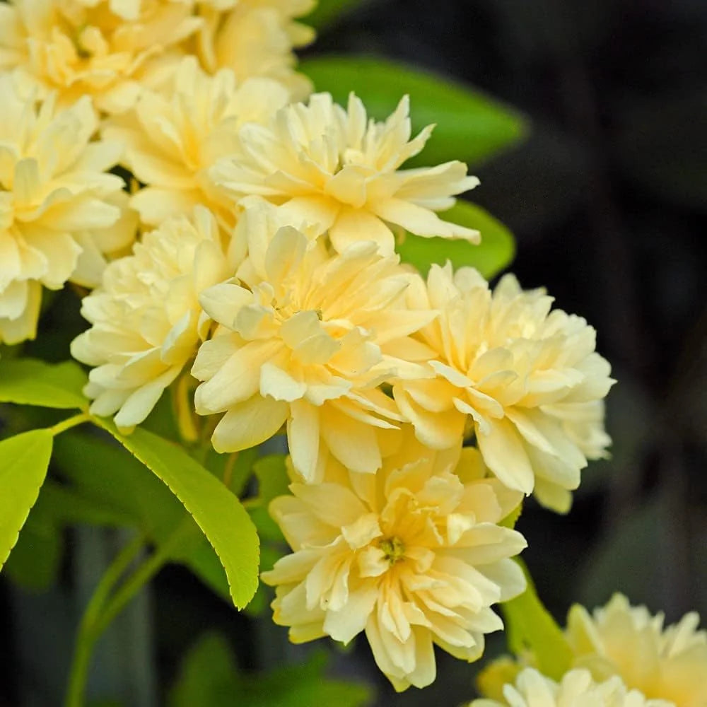 Rosa Banksiae Lutea - Rosier de Banks jaune - Volume 3L / 40-60cm