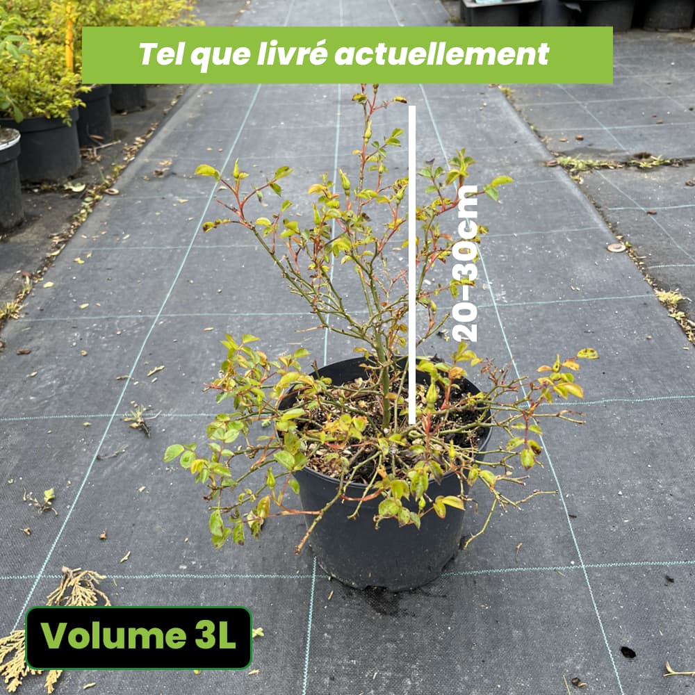 Rosa Happy Pin's - Volume 3L / 20-30cm