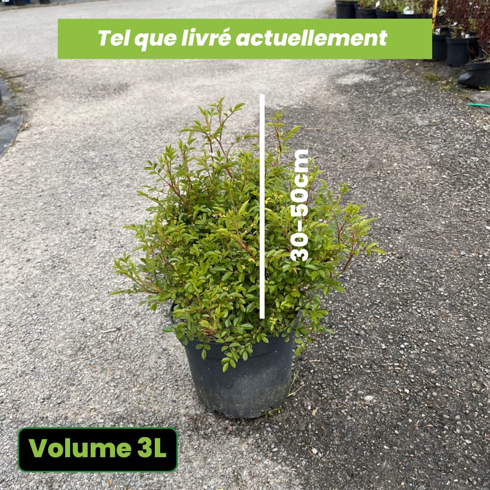 Rosa Nozomi - Rosier couvre-sol Nozomi - Volume 3L / 30-50cm un