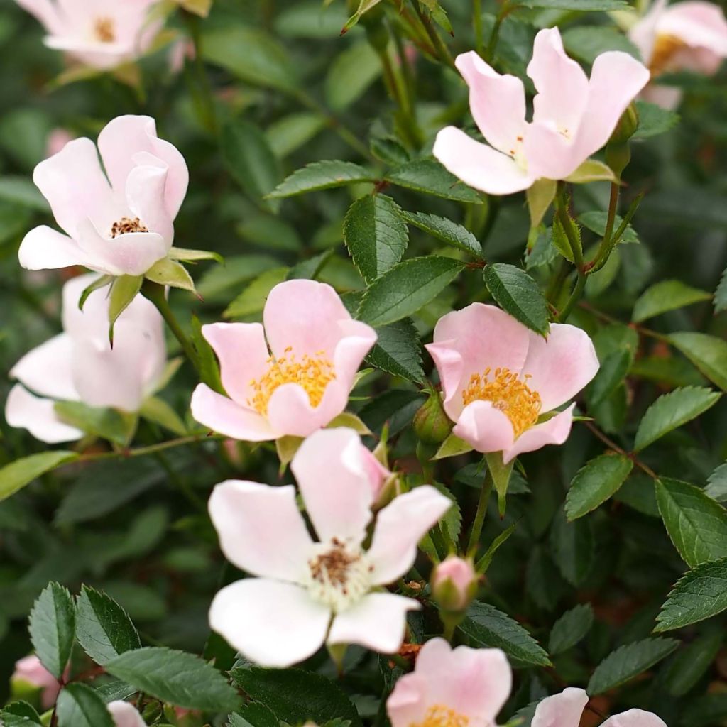 Rosa Nozomi - Rosier couvre-sol Nozomi - Volume 3L / 30-50cm un