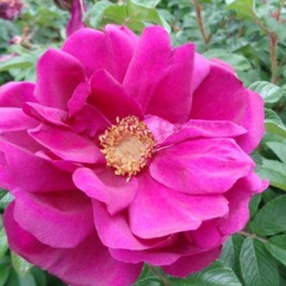 Rosa Rugosa 'Emotion' - Rosier du Japnon - Volume 4L / 30-50cm