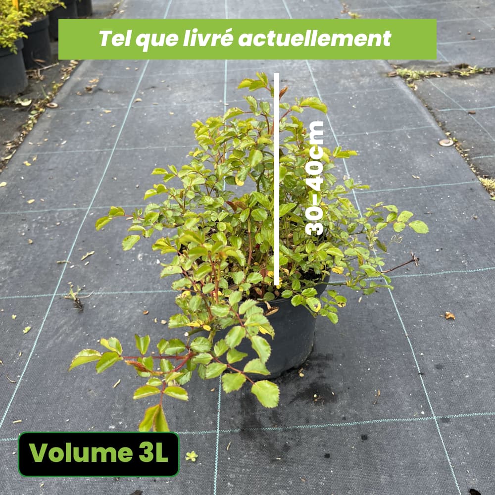 Rosier Sans Contraintes Toscana / Gärtnerfreude - Volume 3L / 30-40cm